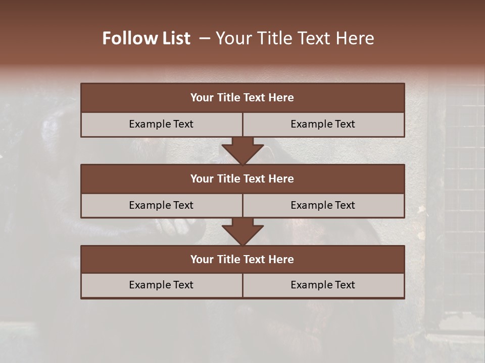 Chimpanzees In Discussion PowerPoint Template