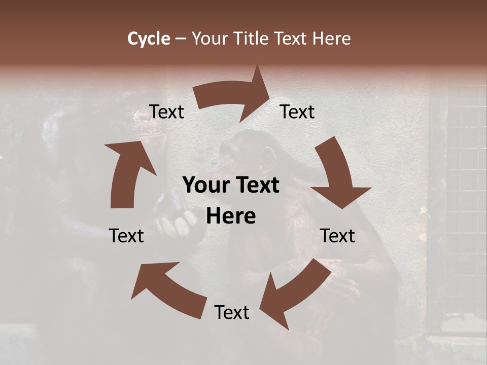 Chimpanzees In Discussion PowerPoint Template