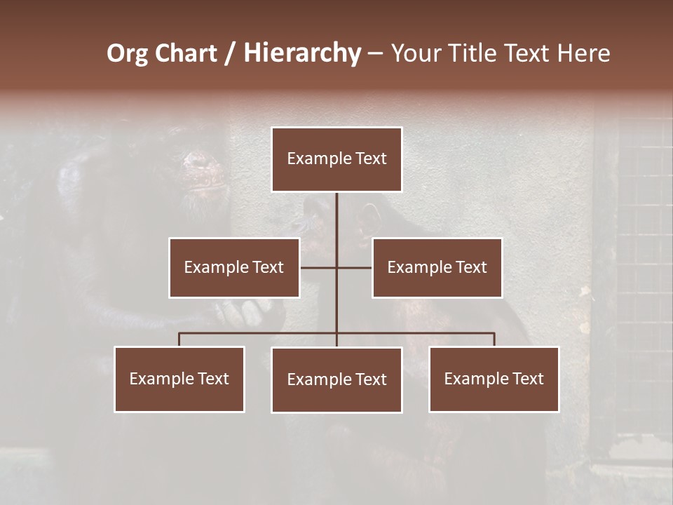 Chimpanzees In Discussion PowerPoint Template