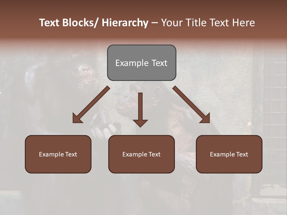 Chimpanzees In Discussion PowerPoint Template