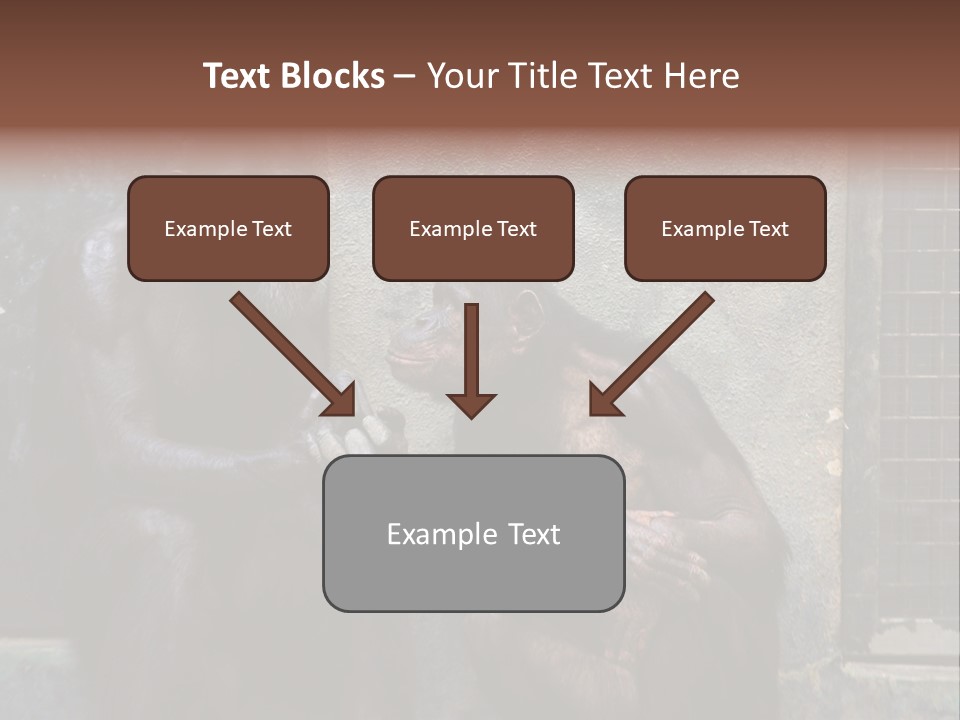 Chimpanzees In Discussion PowerPoint Template