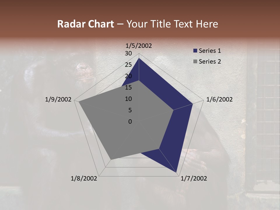 Chimpanzees In Discussion PowerPoint Template
