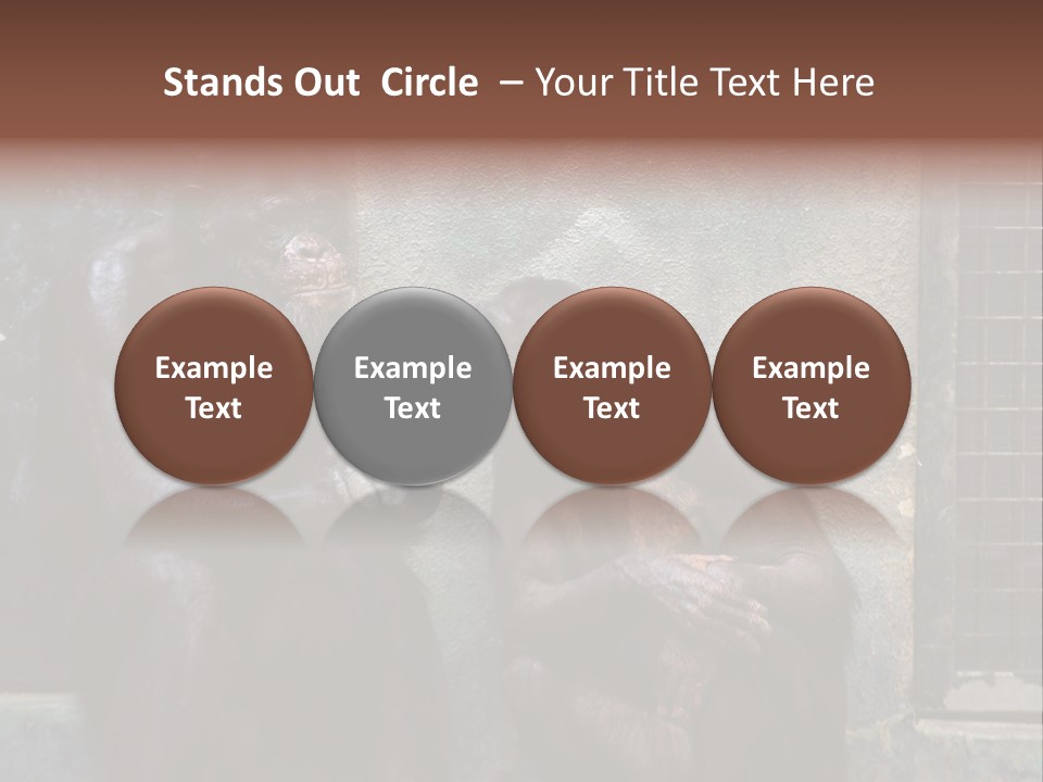 Chimpanzees In Discussion PowerPoint Template