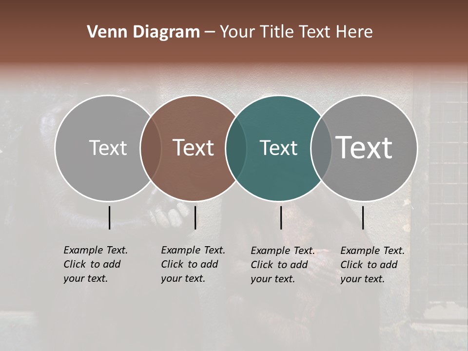 Chimpanzees In Discussion PowerPoint Template
