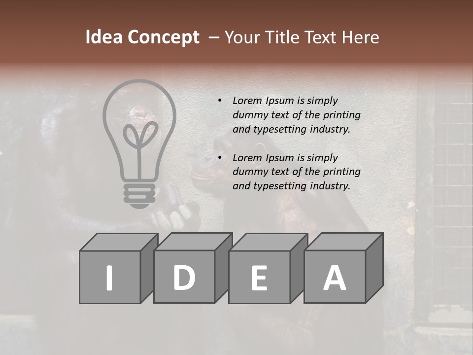 Chimpanzees In Discussion PowerPoint Template