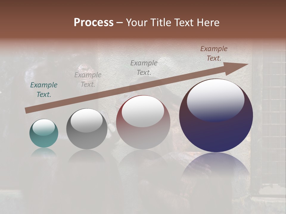 Chimpanzees In Discussion PowerPoint Template