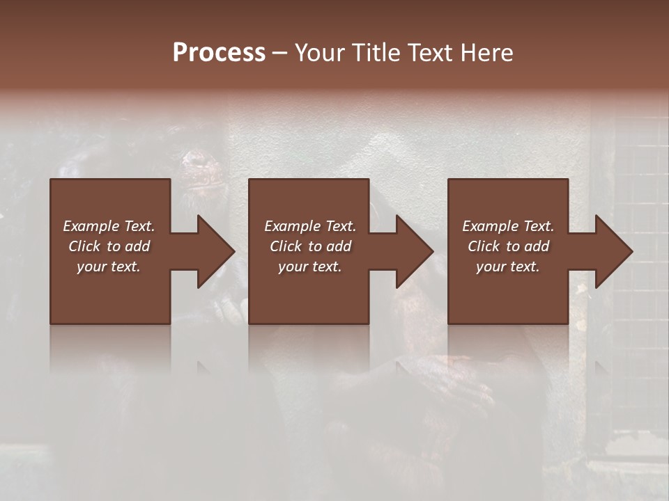 Chimpanzees In Discussion PowerPoint Template