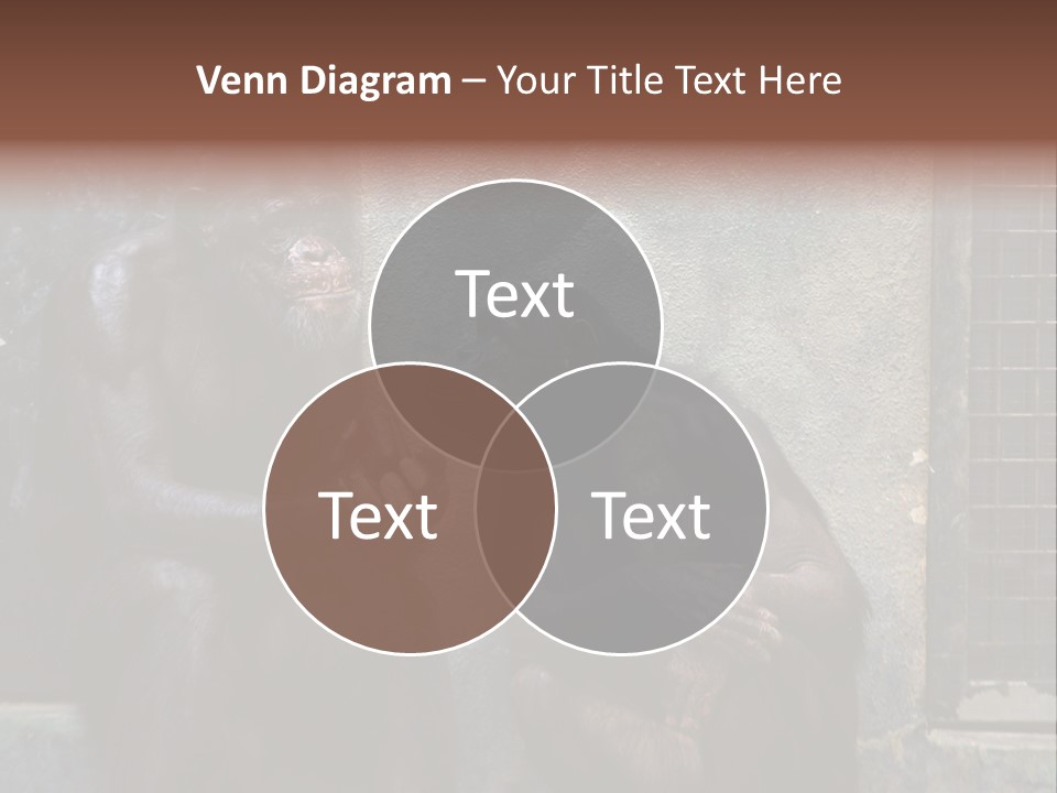 Chimpanzees In Discussion PowerPoint Template