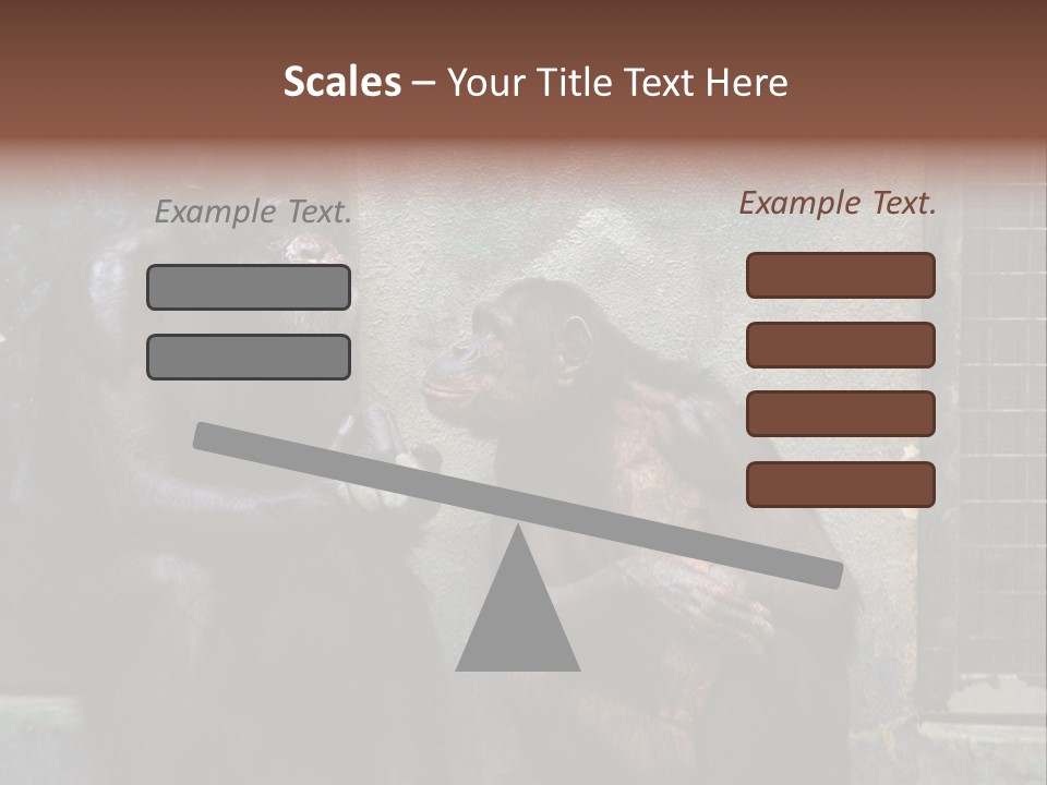 Chimpanzees In Discussion PowerPoint Template
