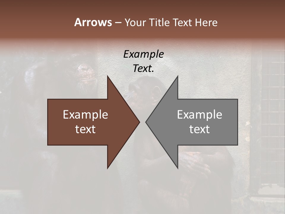 Chimpanzees In Discussion PowerPoint Template