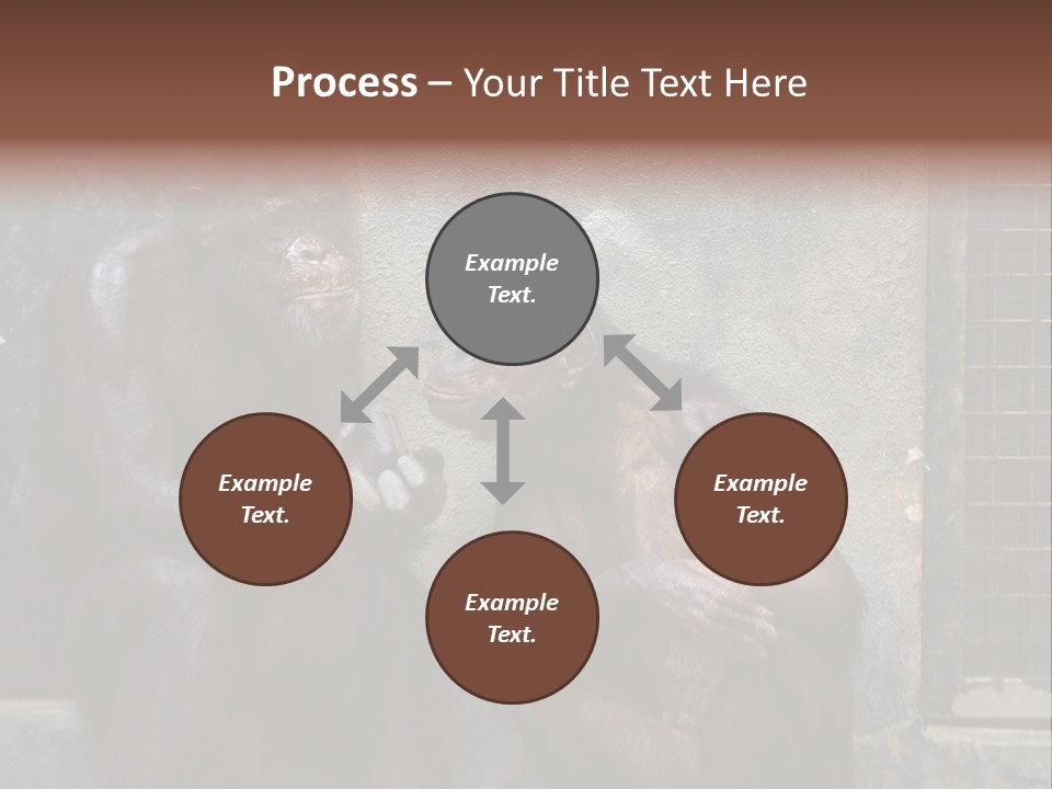 Chimpanzees In Discussion PowerPoint Template