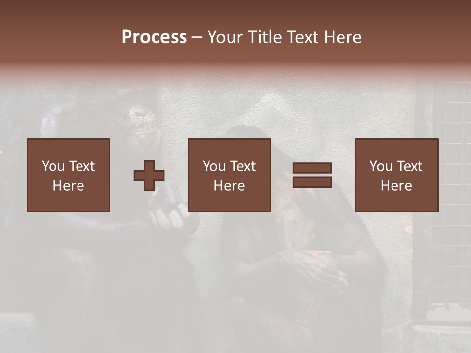 Chimpanzees In Discussion PowerPoint Template