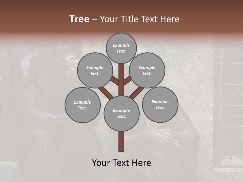 Chimpanzees In Discussion PowerPoint Template