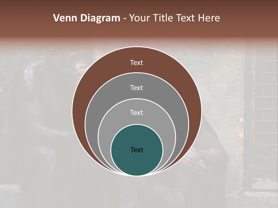 Chimpanzees In Discussion PowerPoint Template