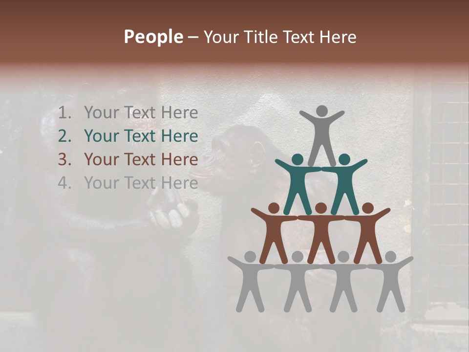 Chimpanzees In Discussion PowerPoint Template