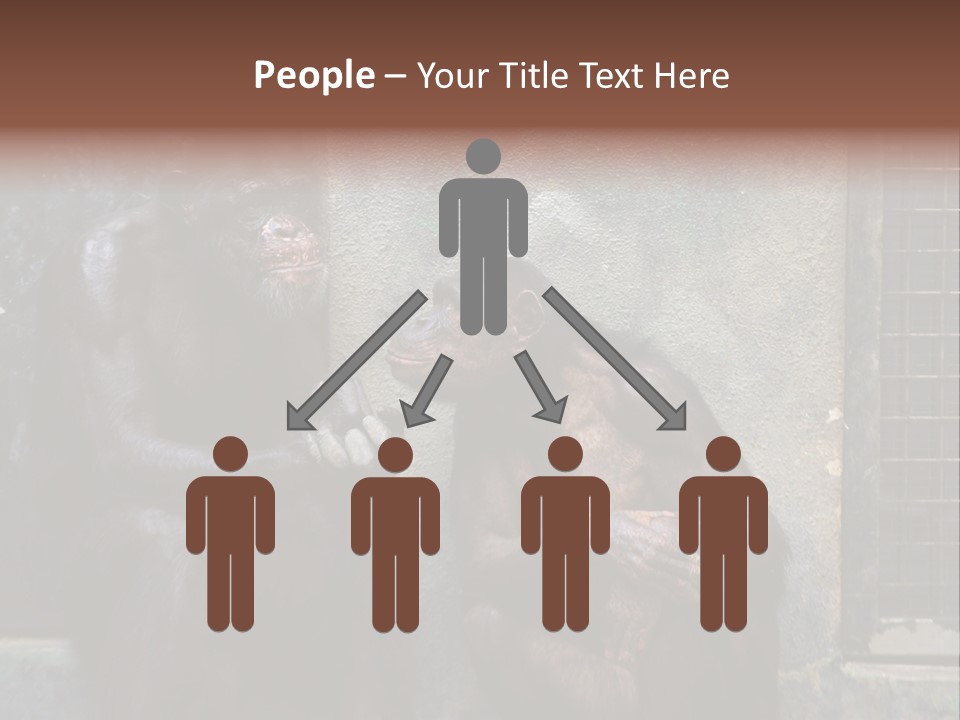 Chimpanzees In Discussion PowerPoint Template