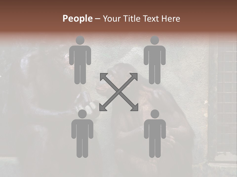 Chimpanzees In Discussion PowerPoint Template