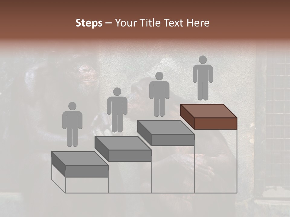 Chimpanzees In Discussion PowerPoint Template