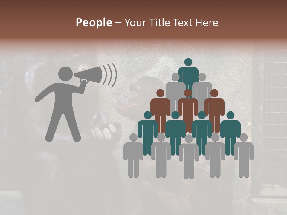 Chimpanzees In Discussion PowerPoint Template