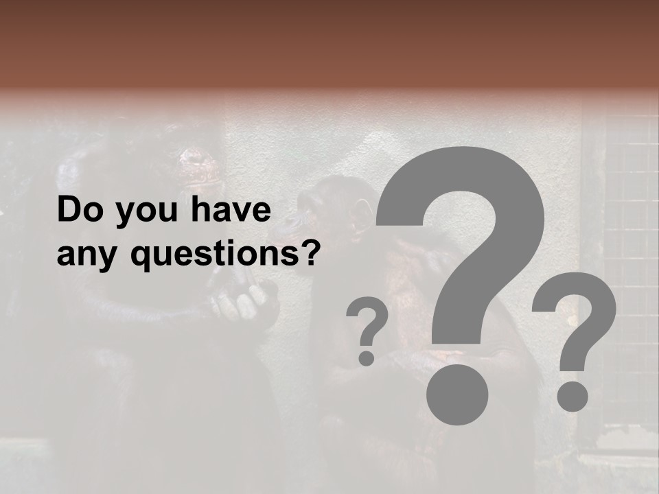 Chimpanzees In Discussion PowerPoint Template