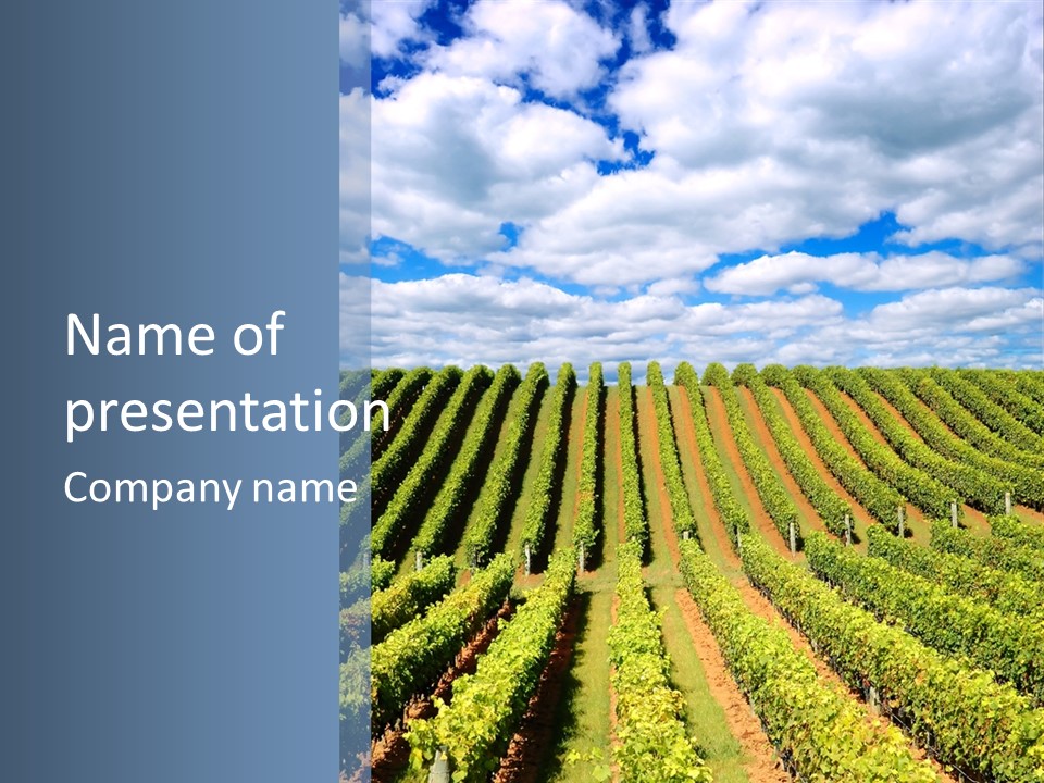 Beautiful New Zealand Vineyard In The Evening PowerPoint Template