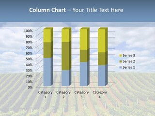 Beautiful New Zealand Vineyard In The Evening PowerPoint Template