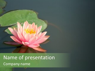 Water Lily And Its Reflection PowerPoint Template