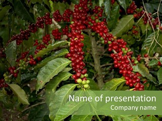Ripe Coffee Berries PowerPoint Template