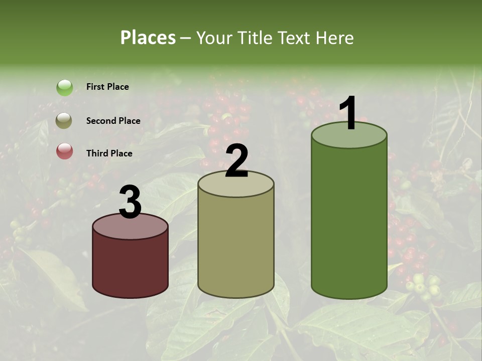 Ripe Coffee Berries PowerPoint Template