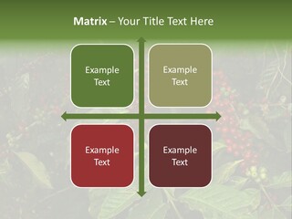 Ripe Coffee Berries PowerPoint Template