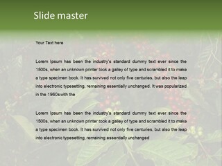 Ripe Coffee Berries PowerPoint Template