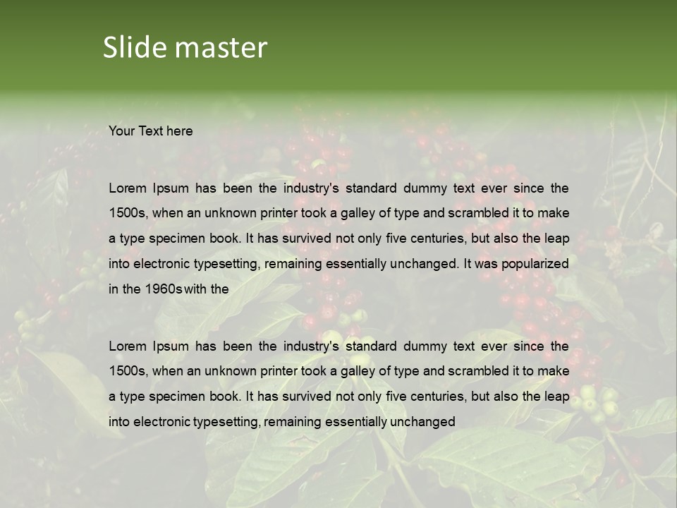 Ripe Coffee Berries PowerPoint Template