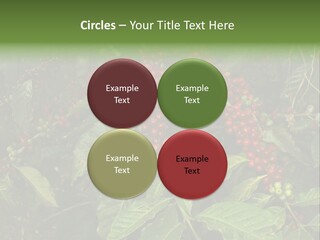 Ripe Coffee Berries PowerPoint Template
