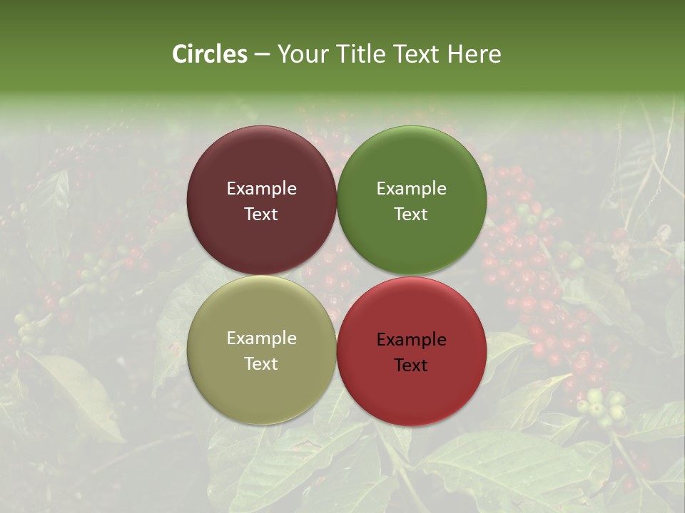 Ripe Coffee Berries PowerPoint Template