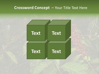 Ripe Coffee Berries PowerPoint Template