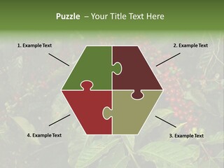 Ripe Coffee Berries PowerPoint Template