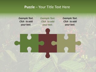 Ripe Coffee Berries PowerPoint Template