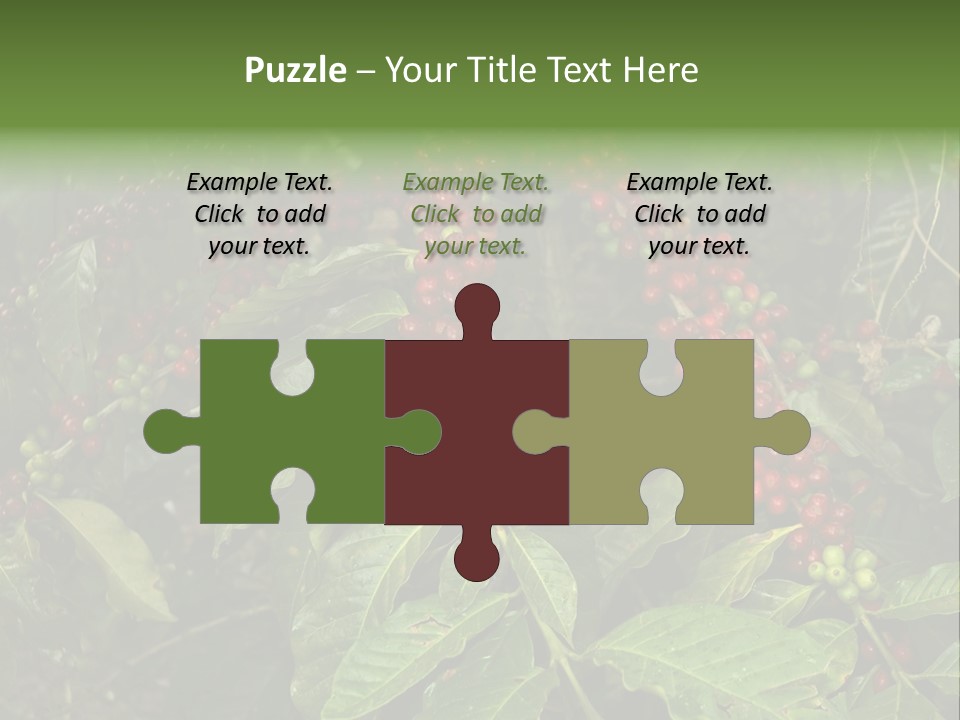 Ripe Coffee Berries PowerPoint Template