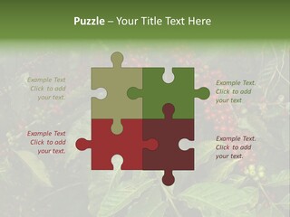 Ripe Coffee Berries PowerPoint Template