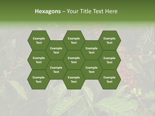 Ripe Coffee Berries PowerPoint Template