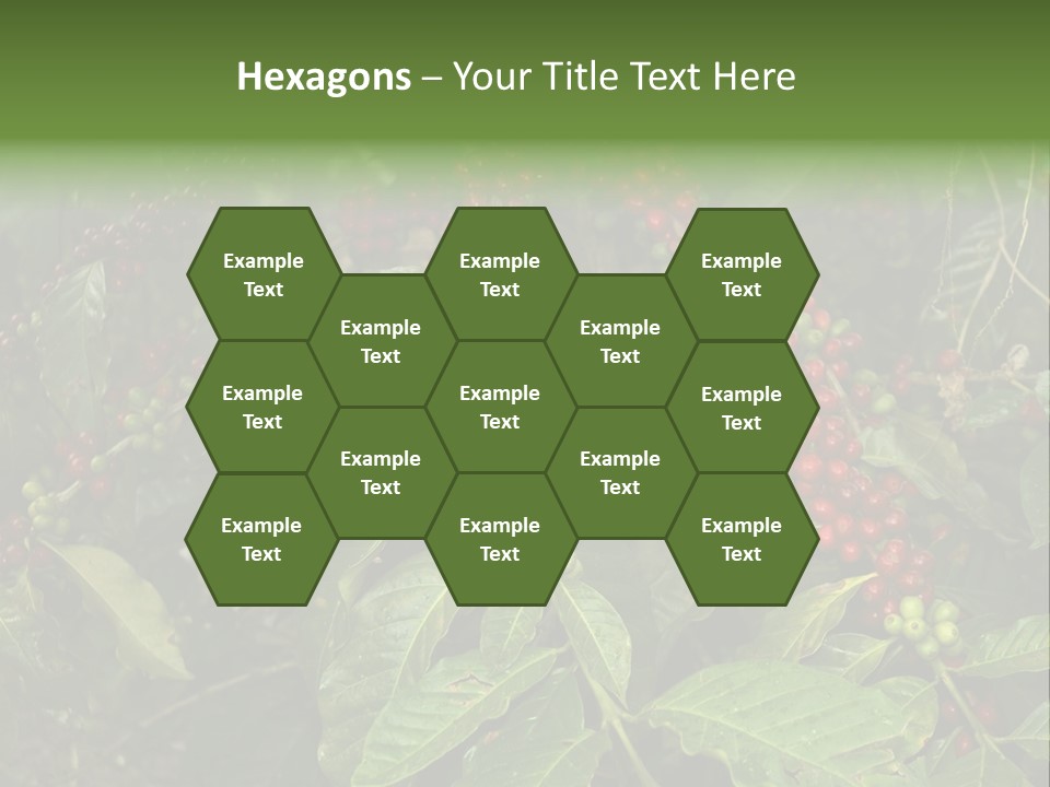 Ripe Coffee Berries PowerPoint Template