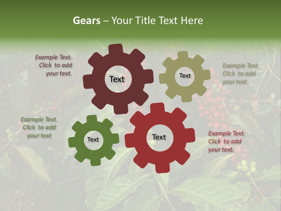 Ripe Coffee Berries PowerPoint Template