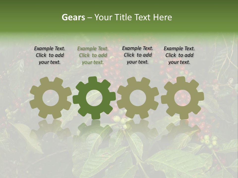 Ripe Coffee Berries PowerPoint Template