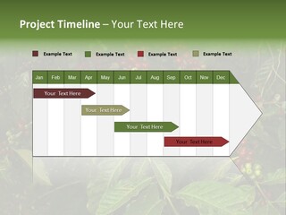 Ripe Coffee Berries PowerPoint Template