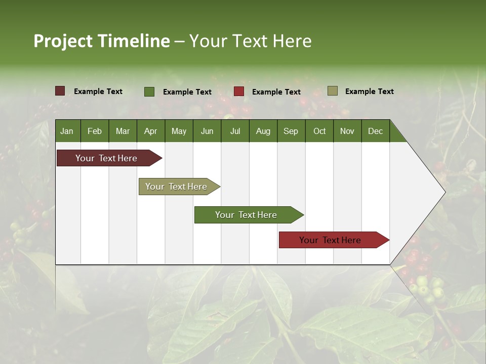 Ripe Coffee Berries PowerPoint Template