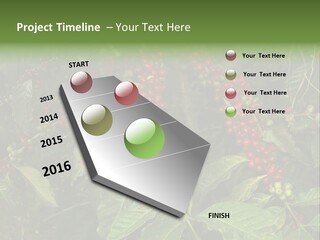 Ripe Coffee Berries PowerPoint Template