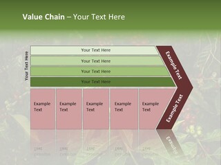 Ripe Coffee Berries PowerPoint Template