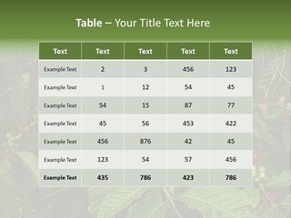 Ripe Coffee Berries PowerPoint Template