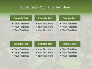 Ripe Coffee Berries PowerPoint Template