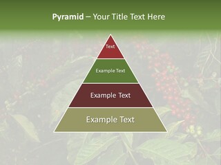 Ripe Coffee Berries PowerPoint Template